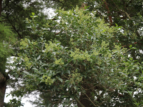Ligustrum japonicum