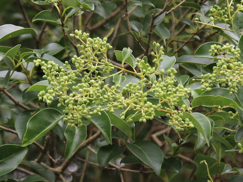 Ligustrum japonicum