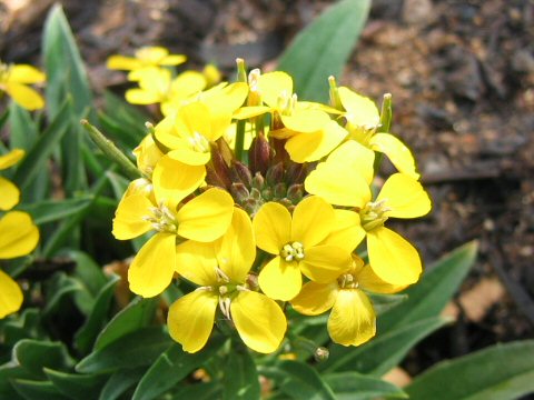 Erysimum cheiri