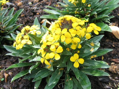 Erysimum cheiri