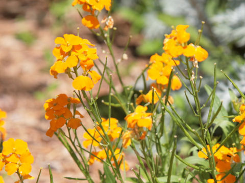 Erysimum cheiri