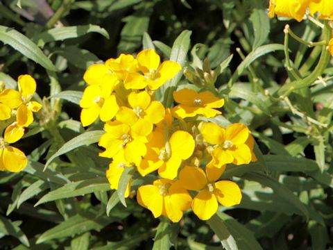 Erysimum cheiri