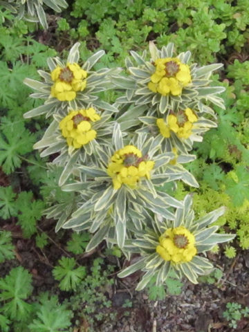 Erysimum cheiri