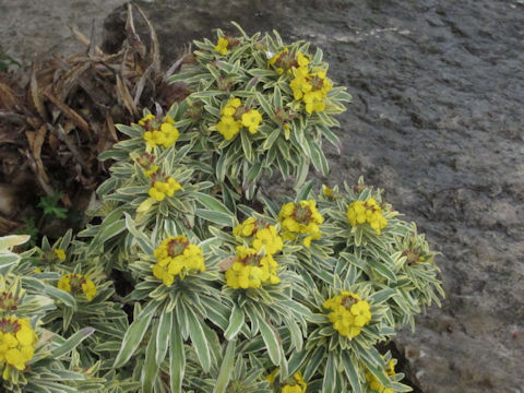 Erysimum cheiri