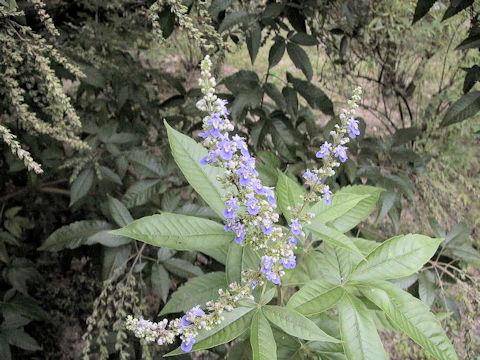 Vitex cannabifolia