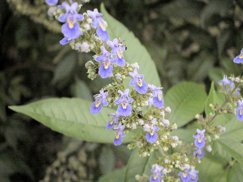 Vitex cannabifolia