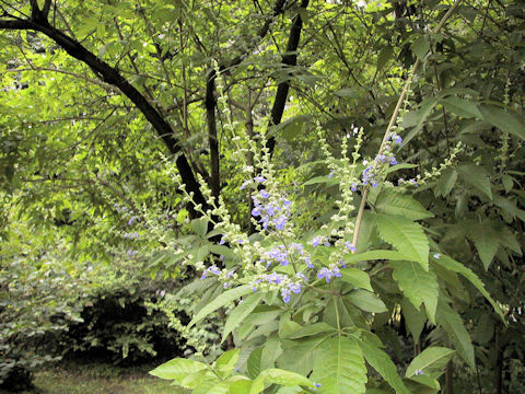 Vitex cannabifolia