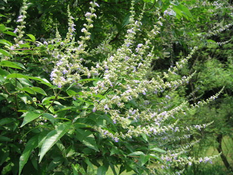 Vitex cannabifolia