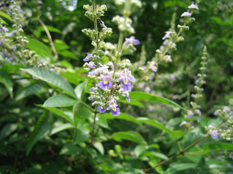 Vitex cannabifolia