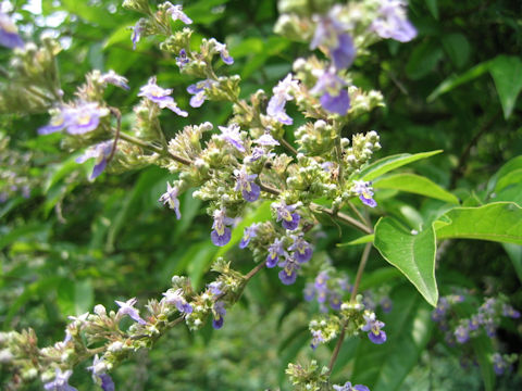 Vitex cannabifolia