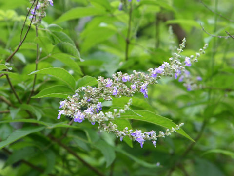 Vitex cannabifolia