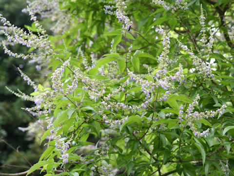 Vitex cannabifolia