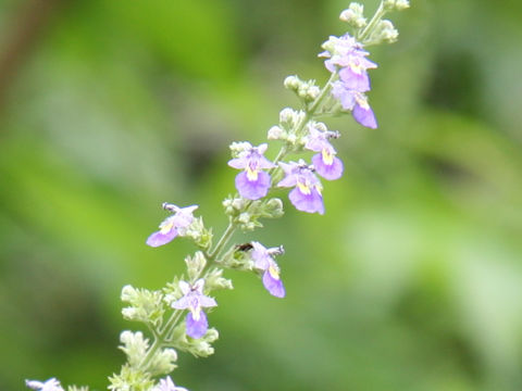 Vitex cannabifolia