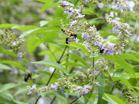 Vitex cannabifolia