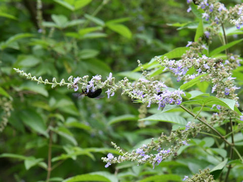 Vitex cannabifolia