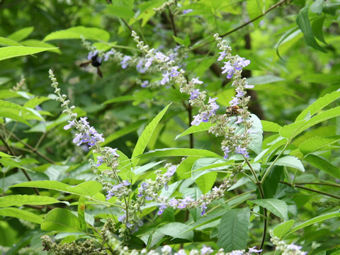 Vitex cannabifolia