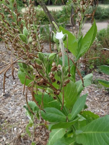 Nicotiana sylvestris