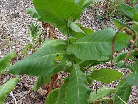 Nicotiana sylvestris