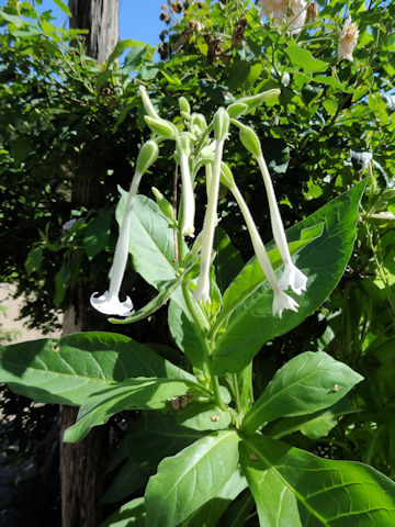 Nicotiana sylvestris