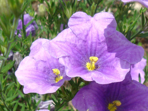 Nierembergia caerulea