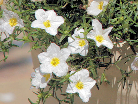 Nierembergia caerulea cv. Mont Blanc