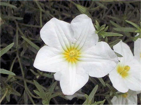 Nierembergia caerulea cv. Mont Blanc