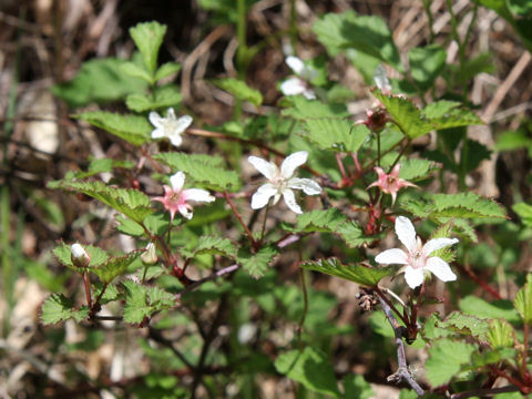 Rubus microphyllus