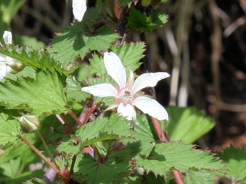 Rubus microphyllus