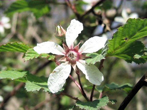 Rubus microphyllus