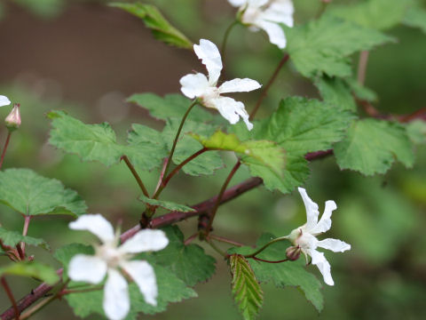 Rubus microphyllus