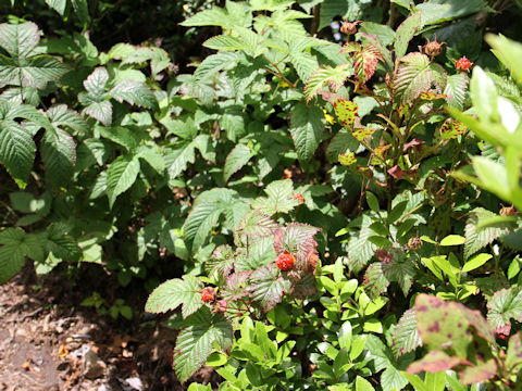 Rubus microphyllus