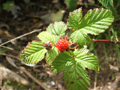 Rubus microphyllus