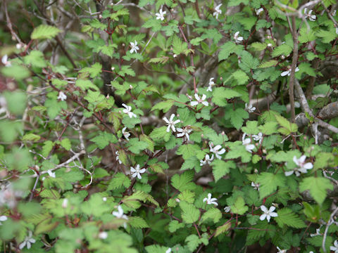 Rubus microphyllus