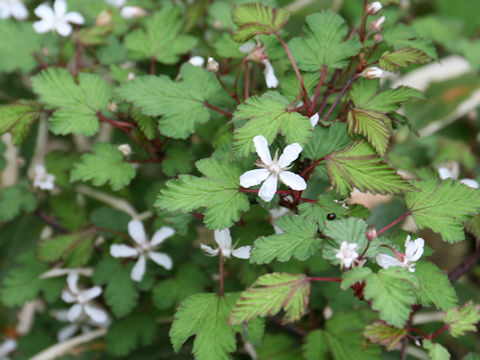 Rubus microphyllus