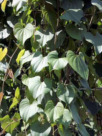 Dioscorea bulbifera