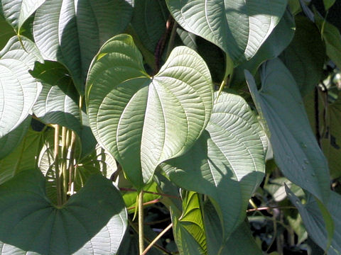 Dioscorea bulbifera