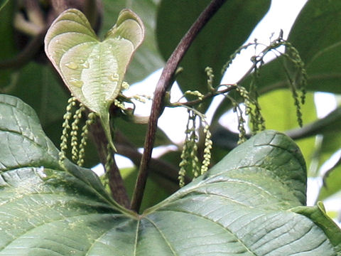 Dioscorea bulbifera