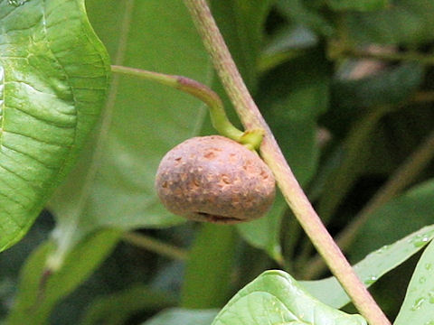 Dioscorea bulbifera