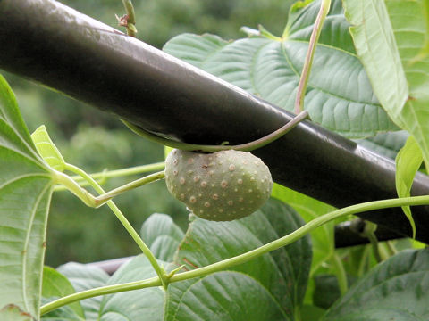 Dioscorea bulbifera