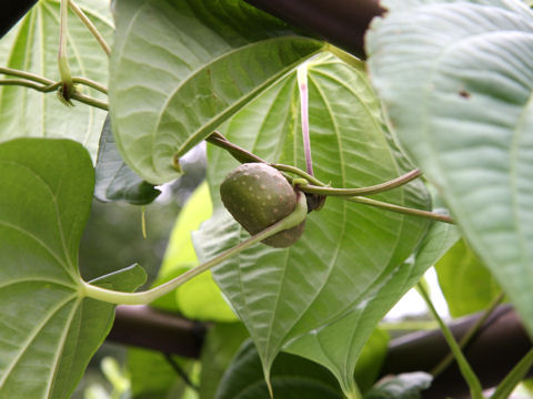 Dioscorea bulbifera