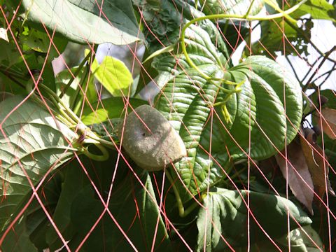 Dioscorea bulbifera