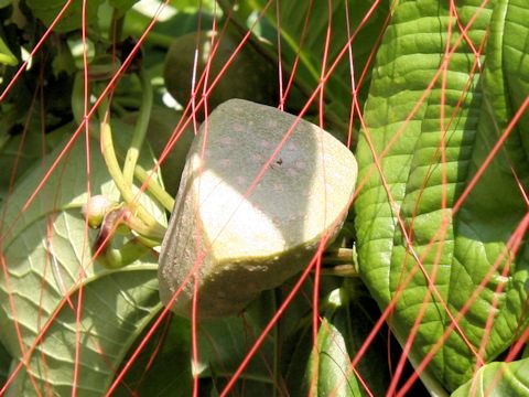 Dioscorea bulbifera