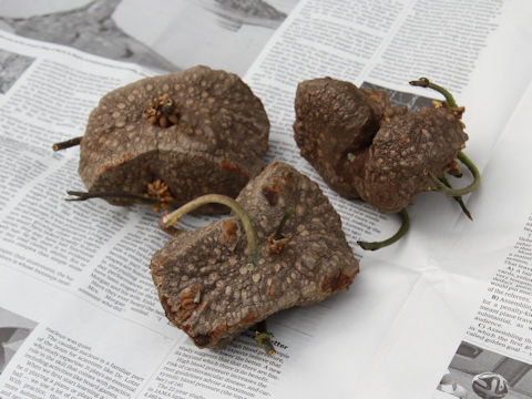 Dioscorea bulbifera