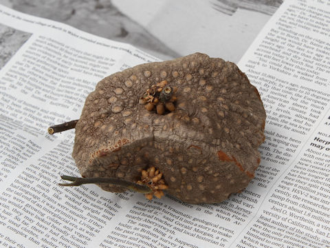 Dioscorea bulbifera