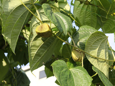 Dioscorea bulbifera