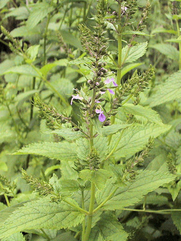 Teucrium japonicum