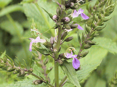 Teucrium japonicum