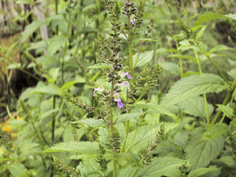 Teucrium japonicum