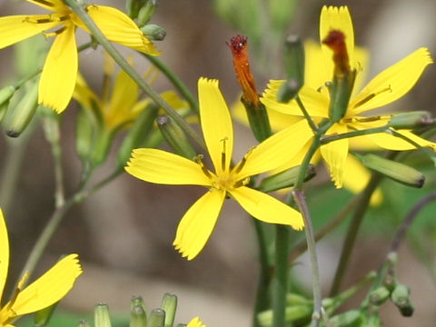 Ixeris dentata