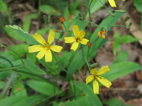 Ixeris dentata